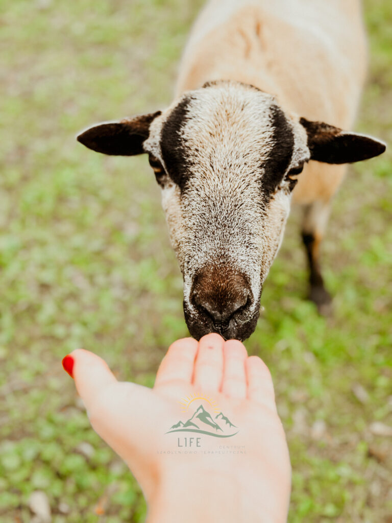 Dłoń trzymająca małego zwierzaka na tle trawy – kontakt ze zwierzętami w terapii
