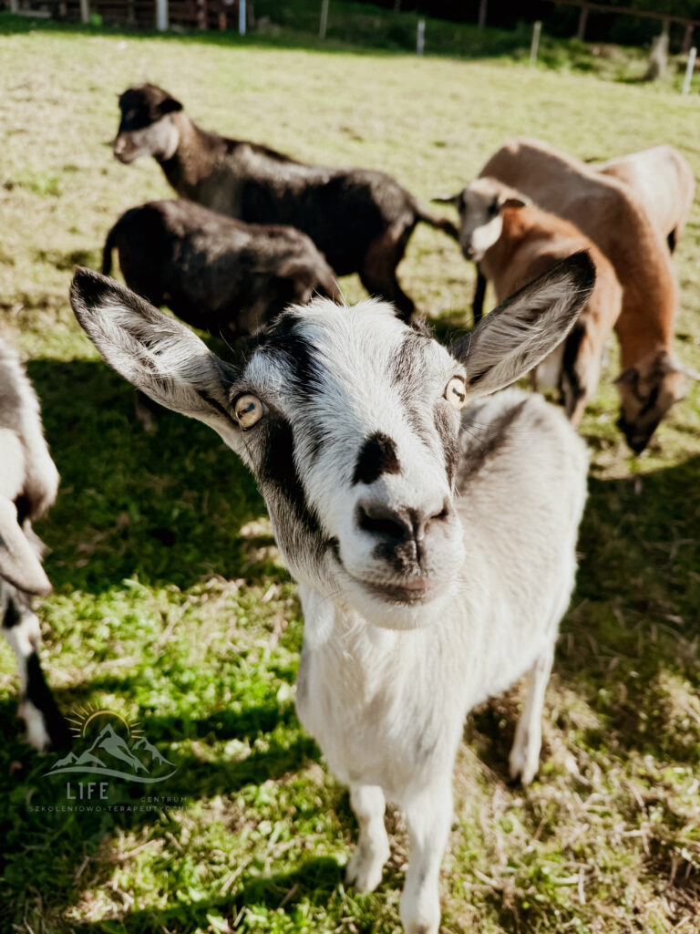 Dłoń trzymająca małego zwierzaka na tle trawy – kontakt ze zwierzętami w terapii