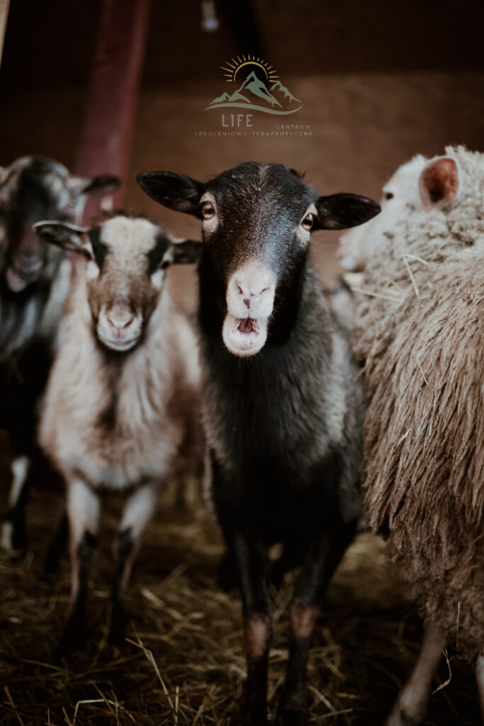 Grupa kóz w zagrodzie, patrzących w stronę obiektywu – zwierzęta w terapii