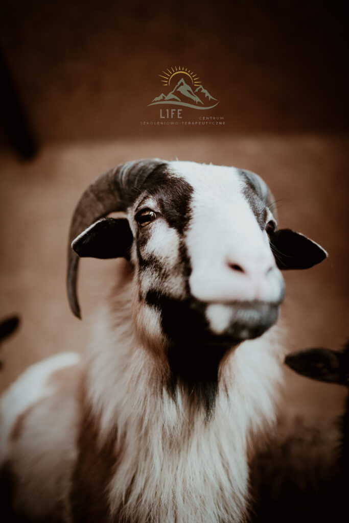 Biała koza z czarnymi łatami, patrząca w obiektyw – indywidualne podejście w terapii