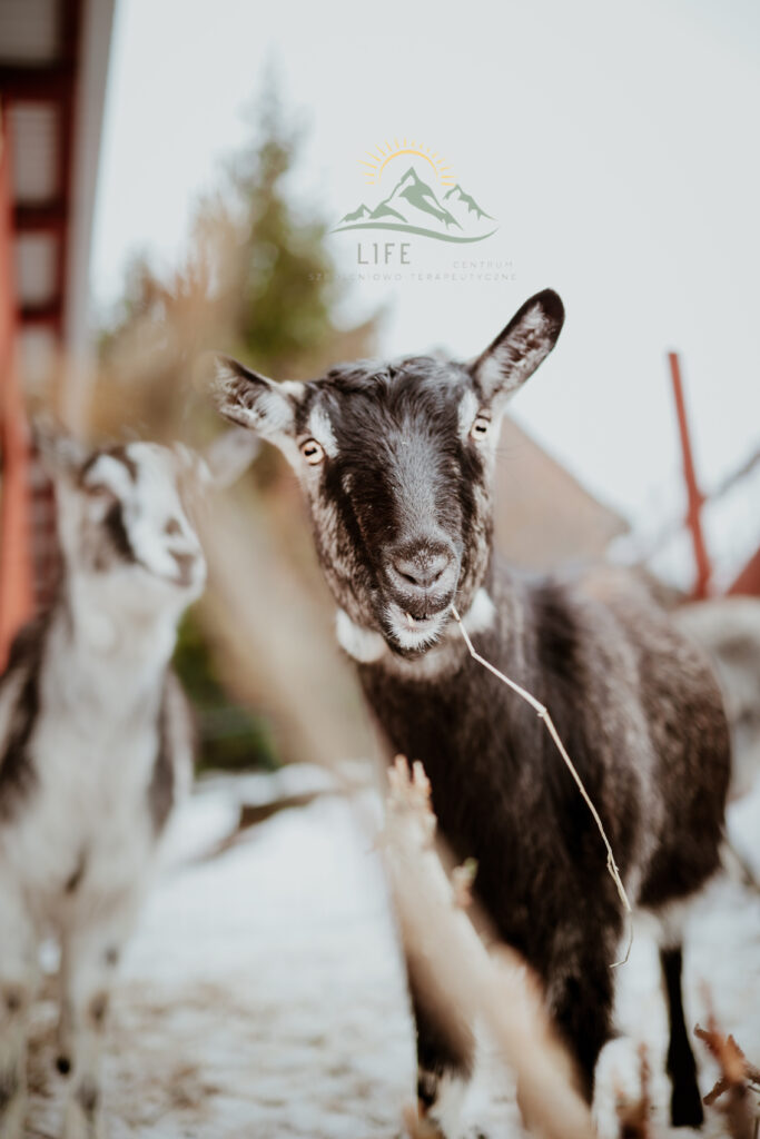 Dwie kozy na podwórku, patrzące ciekawie w stronę aparatu – zwierzęta a rozwój emocjonalny